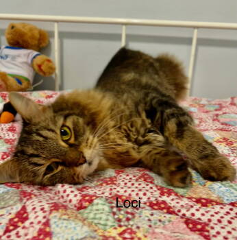 Rescue Maine Coon Cats for Adoption in Buford, Georgia - Loci | PetCurious