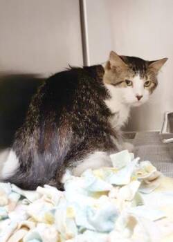 Domestic Medium Hair Cats Available for Adoption in Wichita, Kansas - Nikki | PetCurious