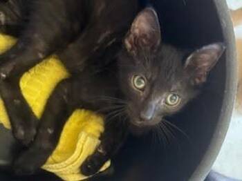 Roni-beans -  Domestic Short Hair Cat for Adoption in North Richland Hills, Texas - Roni-beans | PetCurious