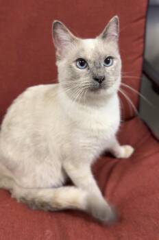 Sage -  Domestic Short Hair Cat for Adoption in Bemidji, Minnesota - Sage | PetCurious