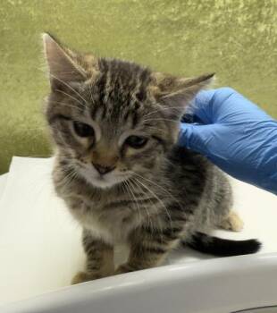 MOLLY -  Domestic Short Hair Cat Available for Adoption in Riverside, California - MOLLY | PetCurious