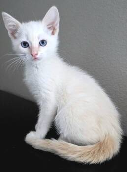 Siamese and Domestic Short Hair Cats Available for Adoption in Campbell, California - Parmesan | PetCurious