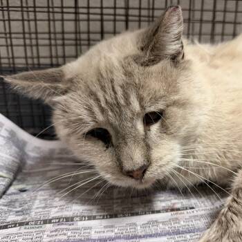 Rescue Domestic Short Hair Cats for Adoption in Yuma, Arizona - John | PetCurious
