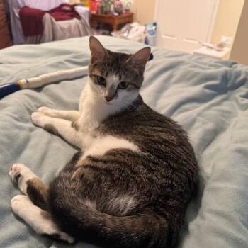 Butter Burger -  Domestic Short Hair Cat for Adoption in Wheeling, Illinois - Butter Burger | PetCurious