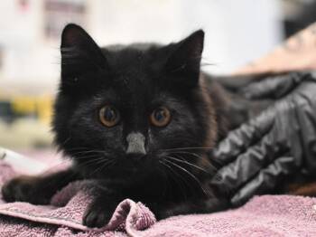 Pluto -  Domestic Medium Hair Cat for Adoption in Portland, Oregon - Pluto | PetCurious