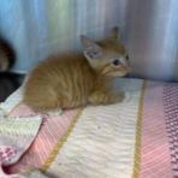 Cheeto -  Domestic Short Hair Cat for Adoption in Madisonville, Tennessee - Cheeto | PetCurious