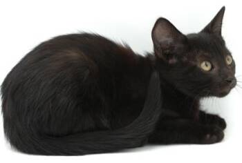 Cartwheel -  Domestic Short Hair Cat for Adoption in Bowling Green, Kentucky - Cartwheel | PetCurious