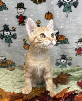261426  Otto -  Domestic Short Hair Cat for Adoption in Wetumpka, Alabama - 261426  Otto | PetCurious