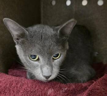 PLUTO -  Domestic Short Hair Cat for Adoption in San Antonio, Texas - PLUTO | PetCurious