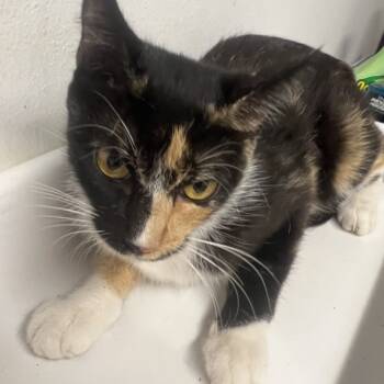 Rescue Domestic Short Hair Cats for Adoption in St. Louis, Missouri - Rowena Ravenclaw | PetCurious