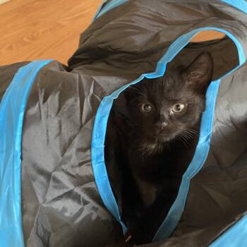 Baloo - FFld Petco Black -  Domestic Short Hair Cat for Adoption in Westport, Connecticut - Baloo - FFld Petco Black | PetCurious
