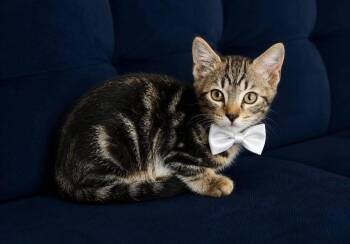 Logan -  Domestic Short Hair Cat for Adoption in Panama City, Florida - Logan | PetCurious