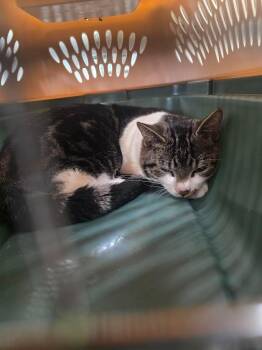 Ivan -  Domestic Short Hair Cat for Adoption in Glenfield, New York - Ivan | PetCurious
