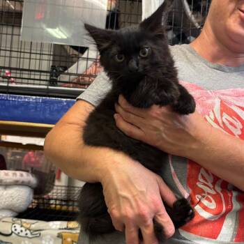 Bandito -  Domestic Long Hair Cat for Adoption in Hinesville, Georgia - Bandito | PetCurious