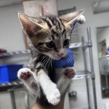 Nathaniel -  Domestic Short Hair Cat for Adoption in Philadelphia, Pennsylvania - Nathaniel | PetCurious