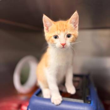 Skit -  Domestic Short Hair Cat for Adoption in Spokane, Washington - Skit | PetCurious
