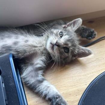 Sapphire -  Domestic Short Hair Cat for Adoption in West Olive, Michigan - Sapphire | PetCurious