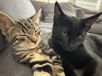 Domestic Short Hair Cats Available for Adoption in Mission Viejo, California - Uriel | PetCurious