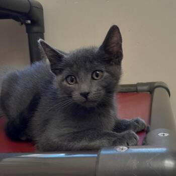 Blue -  Domestic Short Hair Cat for Adoption in Goleta, California - Blue | PetCurious