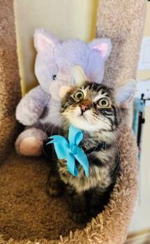 Rescue Domestic Medium Hair Cats for Adoption in Las Vegas, Nevada - Finnigan | PetCurious