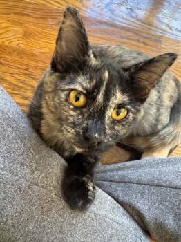 Jolene -  Domestic Short Hair Cat for Adoption in Shawnee, Kansas - Jolene | PetCurious