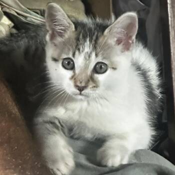 Tiger -  Domestic Short Hair Cat for Adoption in Newark, New Jersey - Tiger | PetCurious