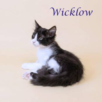 Wicklow C26-104 -  Domestic Long Hair Cat for Adoption in Lebanon, Tennessee - Wicklow C26-104 | PetCurious