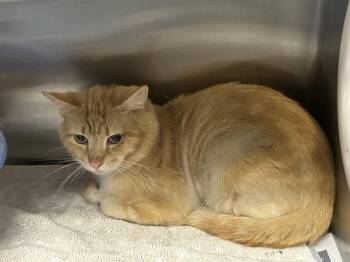 Domestic Short Hair Cats Available for Adoption in Ocala, Florida - FOOSE | PetCurious