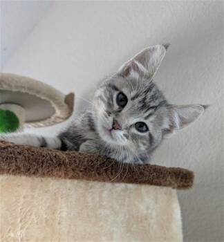 Domestic Short Hair Cats Available for Adoption in Sacramento, California - ANYA | PetCurious