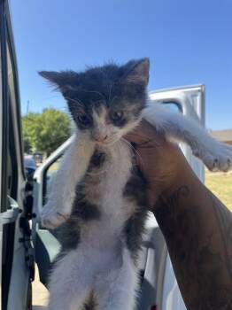 LUCY -  Domestic Short Hair Cat for Adoption in Dallas, Texas - LUCY | PetCurious
