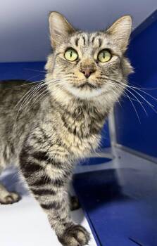 Francine Delacroix -  Domestic Medium Hair Cat for Adoption in Colorado Springs, Colorado - Francine Delacroix | PetCurious