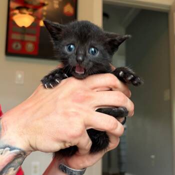 Kiwi -  Domestic Short Hair Cat for Adoption in Mt. Juliet, Tennessee - Kiwi | PetCurious