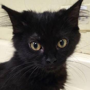 Cindy Brady -  Domestic Medium Hair Cat for Adoption in Grayslake, Illinois - Cindy Brady | PetCurious
