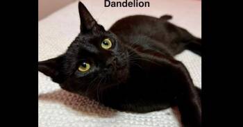 Dandelion -  Domestic Short Hair Cat for Adoption in Groveland, Massachusetts - Dandelion | PetCurious