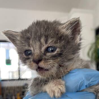 Anna -  Domestic Medium Hair Cat for Adoption in Chapel Hill, North Carolina - Anna | PetCurious