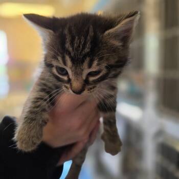Domestic Short Hair Cats Available for Adoption in Corinth, Mississippi - Frost | PetCurious