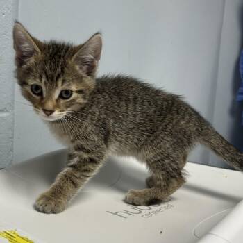 Oregano -  Domestic Short Hair Cat for Adoption in Indianapolis, Indiana - Oregano | PetCurious
