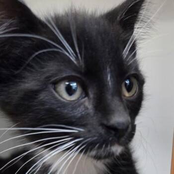 Franklin -  Domestic Short Hair Cat Available for Adoption in Voorhees Township, New Jersey - Franklin | PetCurious