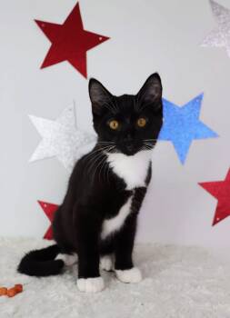Texas Pete -  Domestic Short Hair Cat for Adoption in Ashland, Kentucky - Texas Pete | PetCurious