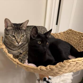 Monterey Jack -  Domestic Short Hair Cat for Adoption in Fort Lauderdale, Florida - Monterey Jack | PetCurious