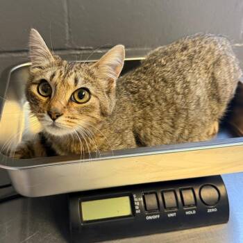 Domestic Short Hair Cats Available for Adoption in Tuscaloosa, Alabama - Yuno | PetCurious
