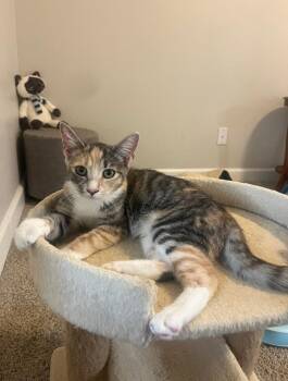 Pasta -  Torbie Cat for Adoption in San Juan Capistrano, California - Pasta | PetCurious