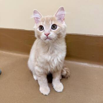 Starling -  Domestic Short Hair Cat for Adoption in Agoura Hills, California - Starling | PetCurious