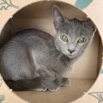 Rescue Domestic Short Hair Cats for Adoption in Pittsburgh, Pennsylvania - Sage | PetCurious