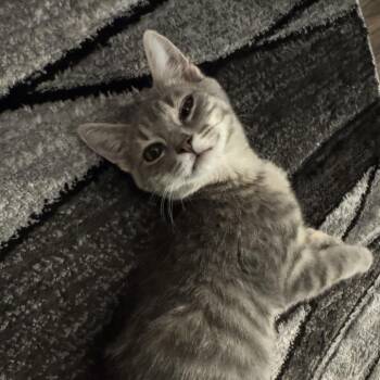 Domestic Short Hair Cats Available for Adoption - Finley Bomgaar | PetCurious