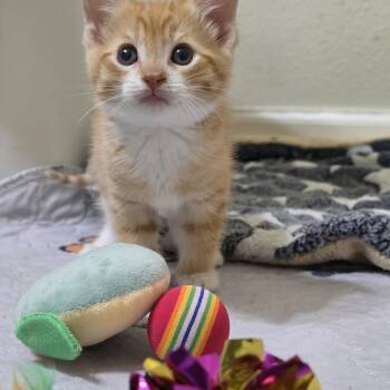 Broccoli-must be adopted with a sibling -  Domestic Short Hair Cat for Adoption in Beaverton, Oregon - Broccoli-must Be Adopted With A Sibling | PetCurious