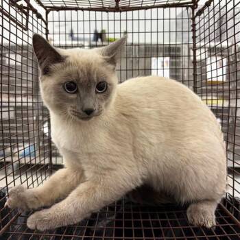 Reese U1354 -  Siamese Cat for Adoption in Salt Lake City, Utah - Reese U1354 | PetCurious
