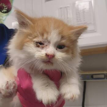 Domestic Medium Hair Cats Available for Adoption in Greenville, South Carolina - Angel | PetCurious