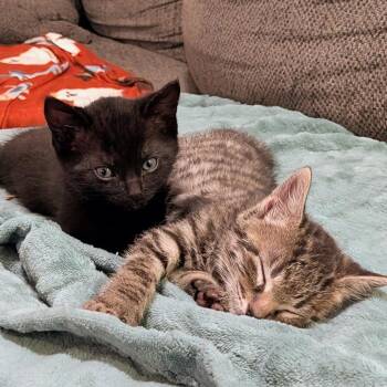 Domestic Short Hair Cats Available for Adoption in Huntsville, Alabama - Glitch | PetCurious