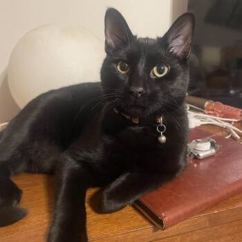 Domestic Short Hair Cats Available for Adoption - Murphy | PetCurious